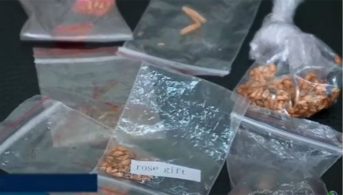Piauí registra 1º caso de sementes misteriosas